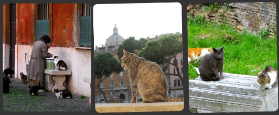 Cat Ladies in Rome: The Gattare