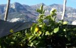 I limoni di Sorrento e della costiera amalfitana