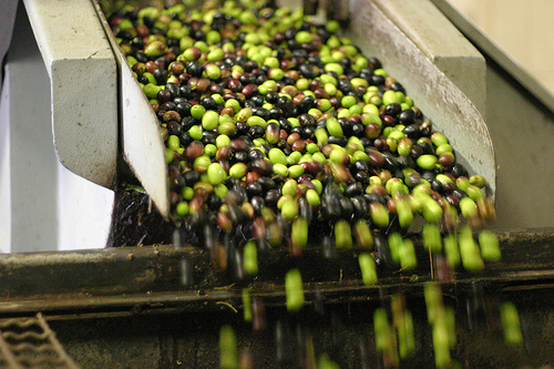 Toskanisches Olivenöl