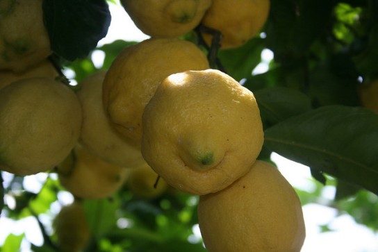 Zitronen aus Sorrent und von der Amalfiküste