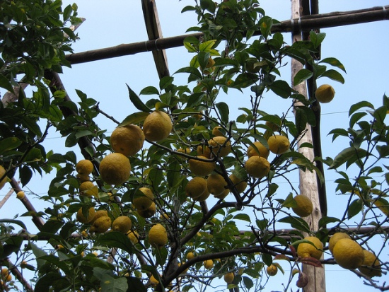 Zitronen aus Sorrent und von der Amalfiküste