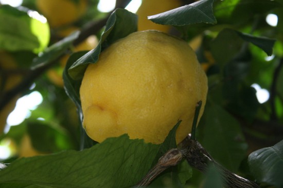 Limoncello – Zitronenlikör aus Kampanien