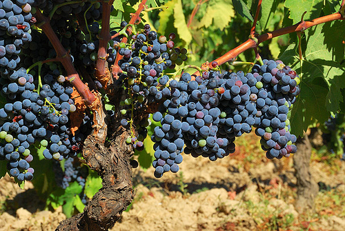 Sardinian Wine - Top 5 Best wines in Sardinia