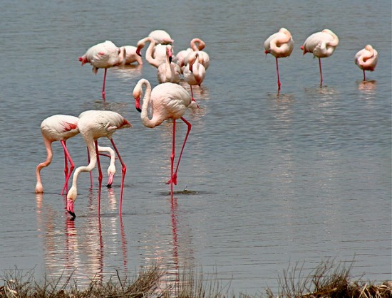 Places to go with kids in Cagliari: Pink Flamingos