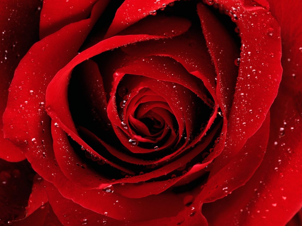 Les 5 plus belles roseraies