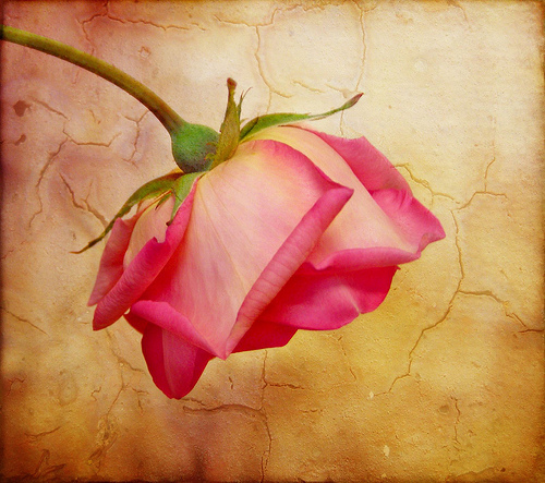 Les 5 plus belles roseraies
