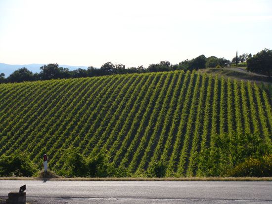 Vineyards Chianti, Tuscany