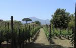 Top 5 Wines of Campania